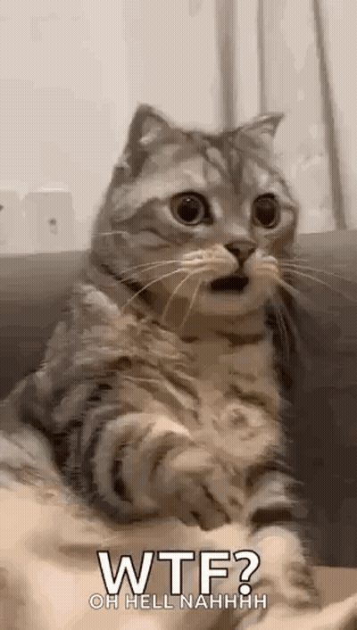 Surprised Cat Sitting On Couch GIF