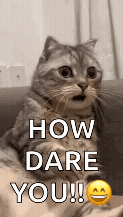 Surprised Cat Sitting On Couch GIF