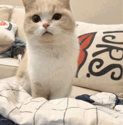 Surprised Cat What Excuse Me GIF