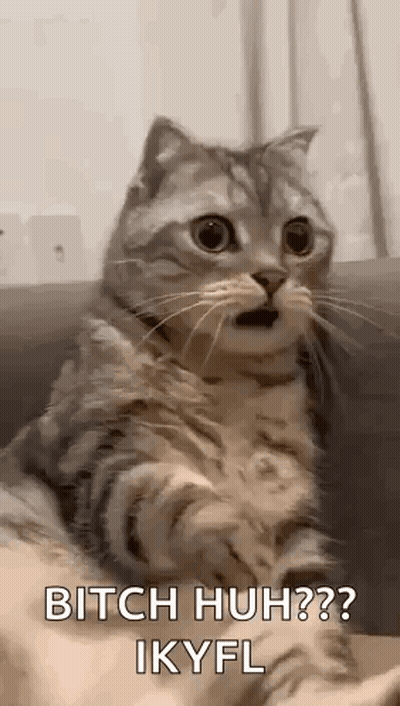 Surprised Cat With Mouth Open On Couch GIF