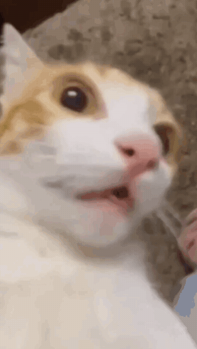 Surprised Cat With Mouth Open GIF