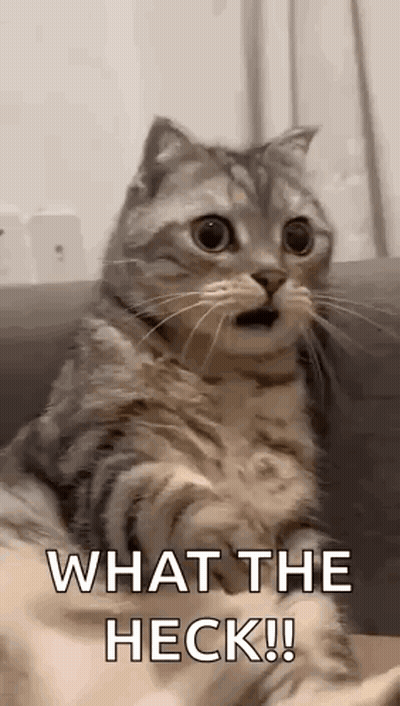 Surprised Cat With Open Mouth Looking At Camera GIF