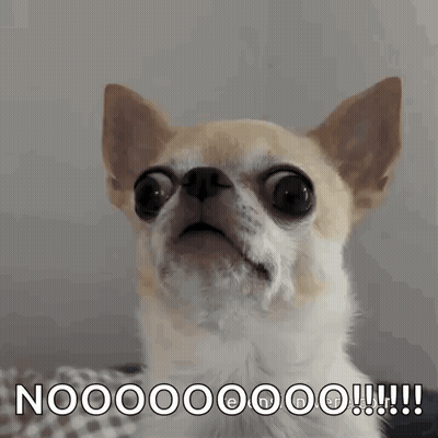 Surprised Chihuahua Saying Nooo GIF
