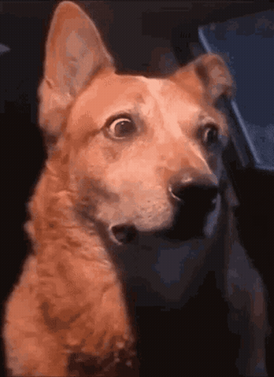 Surprised Dog Close Up GIF