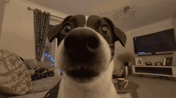 Surprised Dog Funny Sniffing GIF