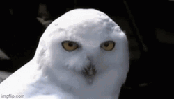 Surprised Hedwig Whoot GIF