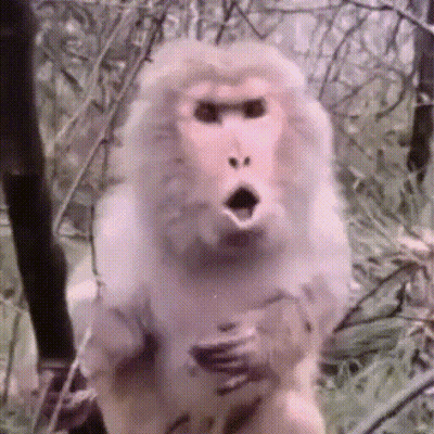 Surprised Monkey In Forest GIF