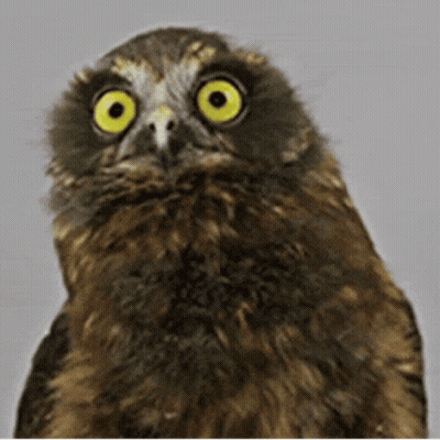 Surprised Owl GIF