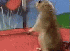 Surprised Prairie Dog GIF