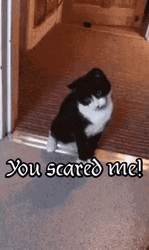 Surprised Scared Cat Reation GIF