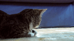 Surprised Tabby Cat Lick GIF