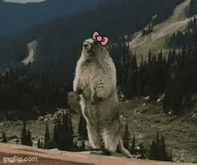 Surprised Teddy Bear No Way GIF