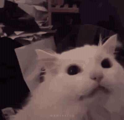 Surprised White Cat GIF
