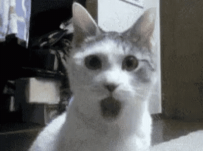Surprised White Cat Looking At Camera GIF