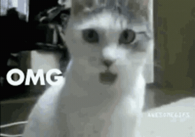 Surprised White Cat Saying OMG GIF