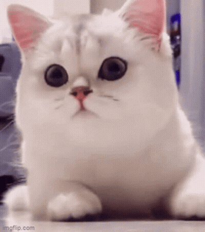Surprised White Cat With Big Eyes GIF