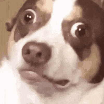 Surprised White Chihuahua GIF