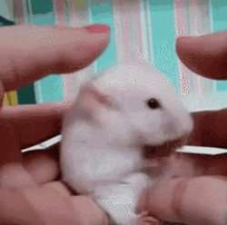 Surprised White Hamster