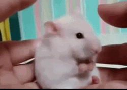 Surprised White Mouse GIF