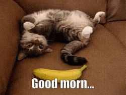 Surprised With A Banana Cat Meme GIF