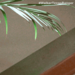 Surveying Cordell Walker GIF