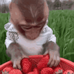 Sushichaeng Monkey Eating GIF