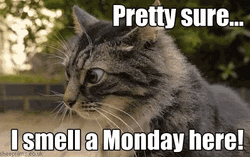 Suspicious Cat Smells A Funny Monday Mood  GIF