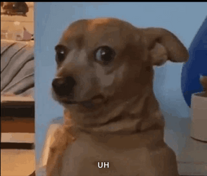 Suspicious Funny Dog Meme GIF