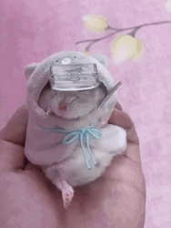 Swaddled Cute Hamster