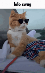 Swag Cat Fashion GIF