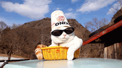 Swag Noodle Hat Cat GIF