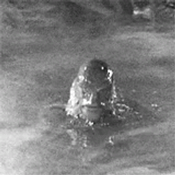 Swamp Fish Face Creature GIF