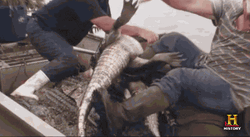 Swamp People Playing With Alligator GIF