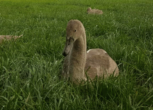 Swan Eating Grass In Field With Ducks GIF