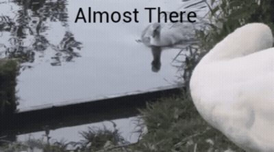 Swan Swimming Almost There GIF