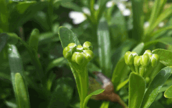 Sweet Alyssum Plant