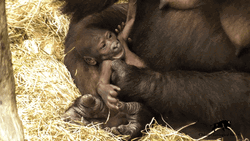 Sweet Baby Gorilla Monkey Cuddling With Mom GIF