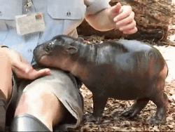 Sweet Baby Hippopotamus GIF
