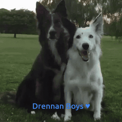 Sweet Black And White Cute Dogs GIF