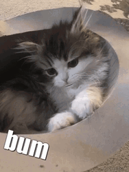 Sweet Caroline Cat Bum GIF