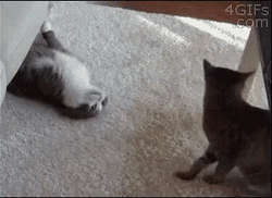 Sweet Cat Happy Anniversary Meme GIF