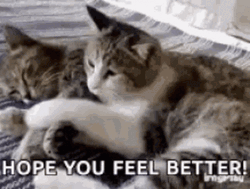 Sweet Cat Hug Get Better Soon GIF