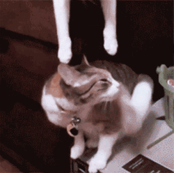Sweet Cat Kiss GIF