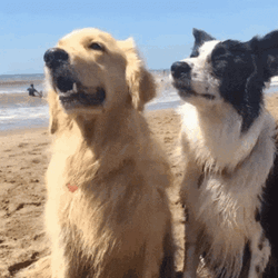 Sweet Clingy Dogs Hugging GIF