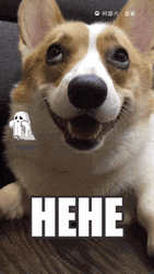 Sweet Corgi Dog Hehehe GIF
