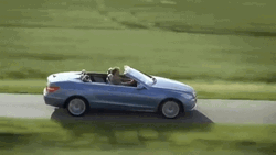 Sweet Dog And Owner Driving GIF
