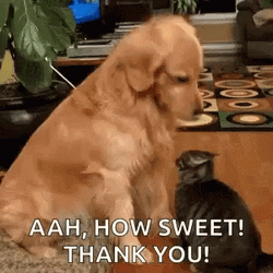 Sweet Dog Patting Cat Thank You GIF