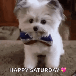 Sweet Dogs GIF