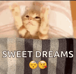 Sweet Dreams Cute Sleepy Cat