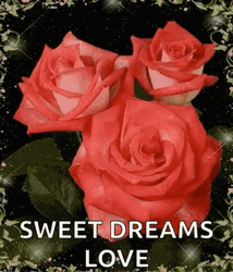 Sweet Dreams My Love Blooming Garden Roses GIF